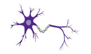 Illustration of a purple neuron with dendrites and axon.