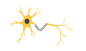 Illustration of a neuron with a cell body and dendrites.