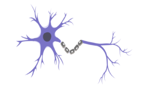 Illustration of a purple neuron with dendrites and an axon.