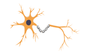 Illustration of a neuron with axon and dendrites.