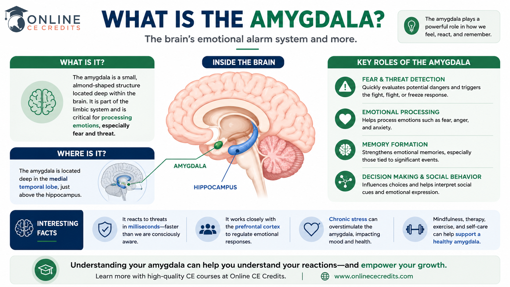 Amygdala and Anxiety: What Therapists Should Know
