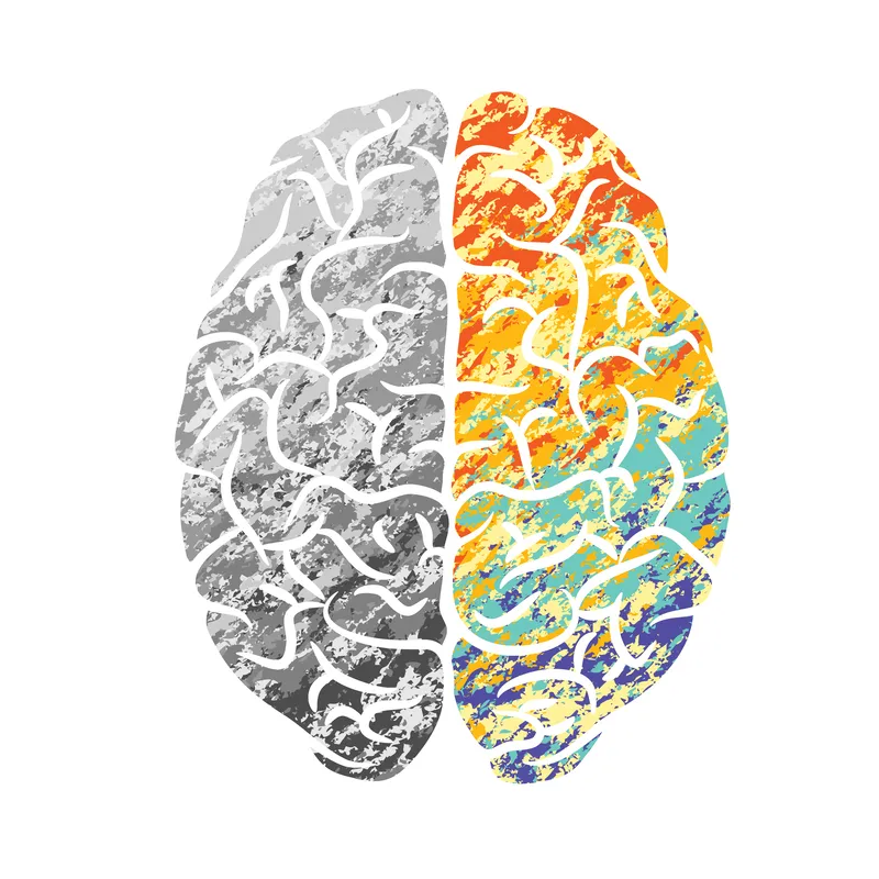 Brain illustration of gray and color